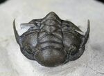 Well Preserved Crotalocephalus Africanus Trilobite #14676-1